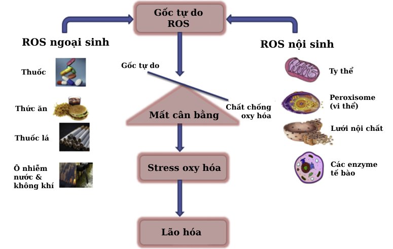 stress oxy hoa và lão hóa sớm