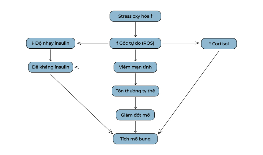 stress oxy hóa và nguy cơ tích tụ mỡ dưới da và mỡ nội tạng