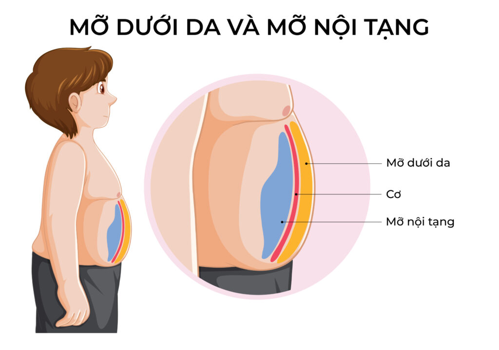 mỡ nội tạng tích tụ như thế nào