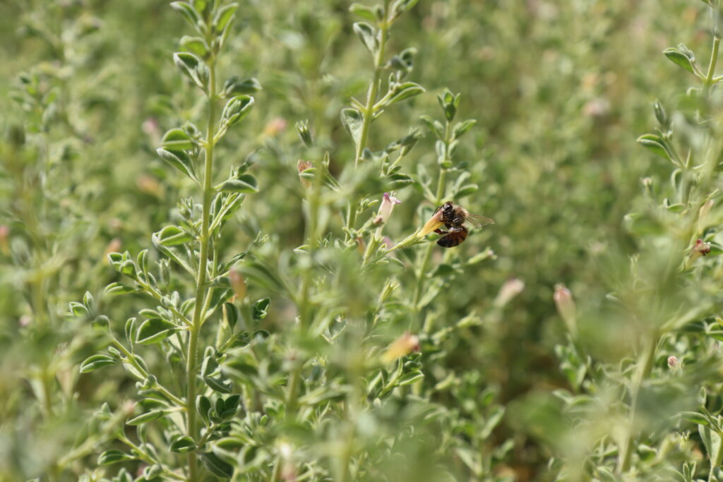 satureja khuzestanica
